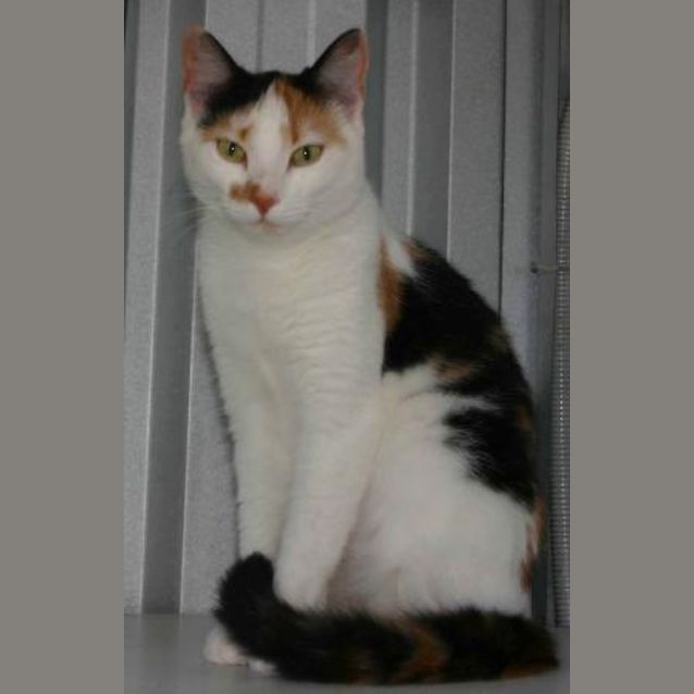 Photo of Smudge