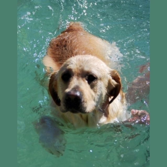 Photo of Timba The Water Dog!!