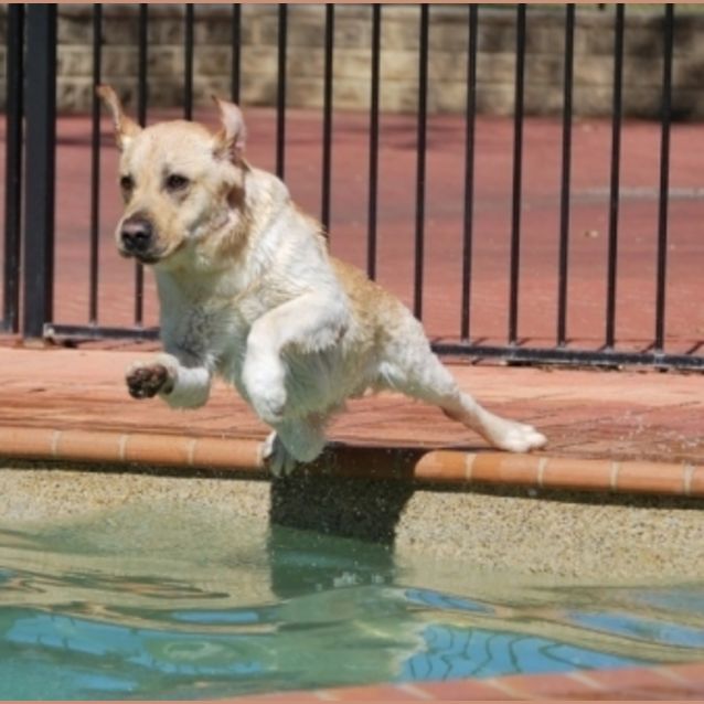 Photo of Timba The Water Dog!!