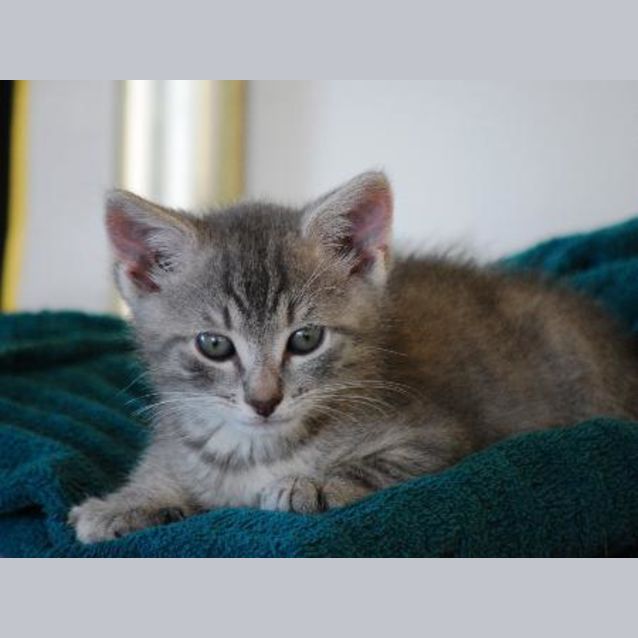 Photo of Piper