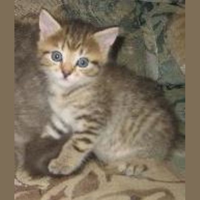 Photo of Porkchop (Formerly Bubba)
