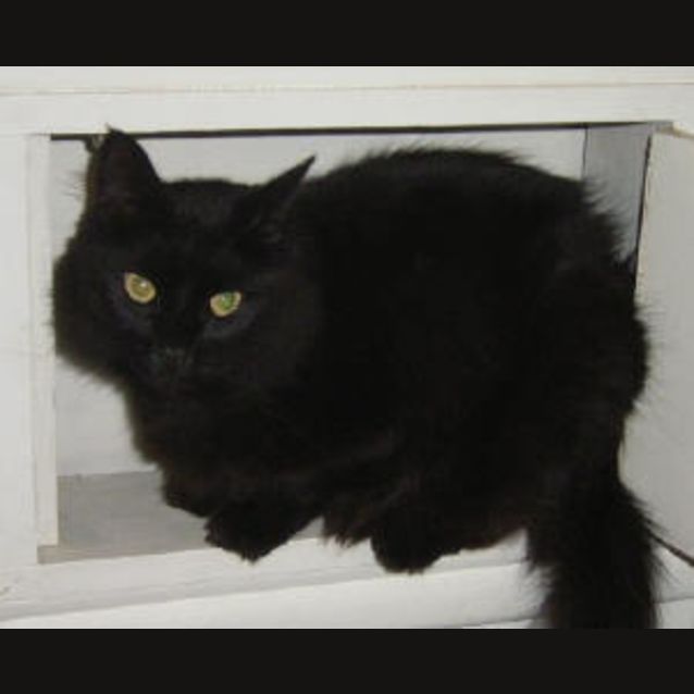 Photo of Velcro