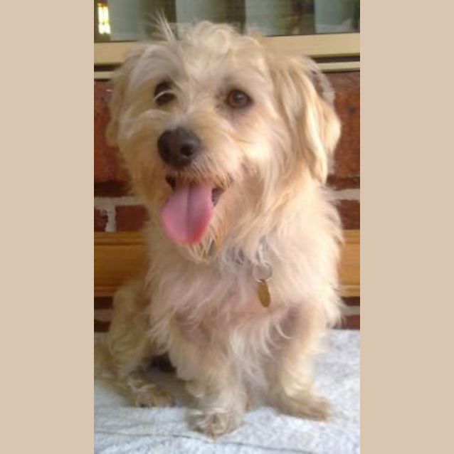 Photo of Comet
