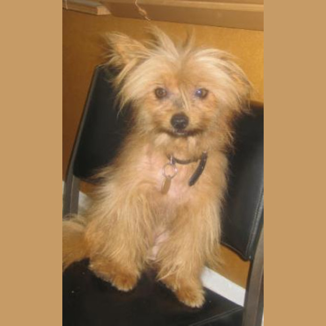 Photo of Chewie