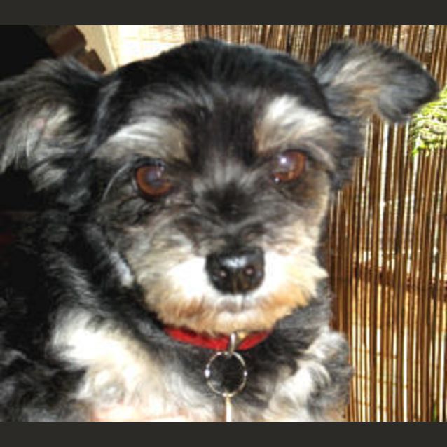 Photo of Harley