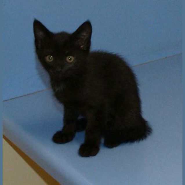 Photo of Dark