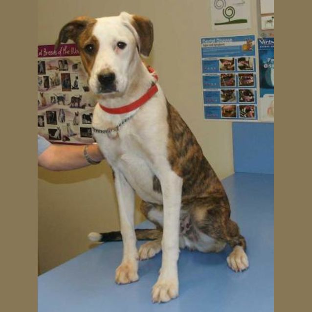 Photo of Tyson