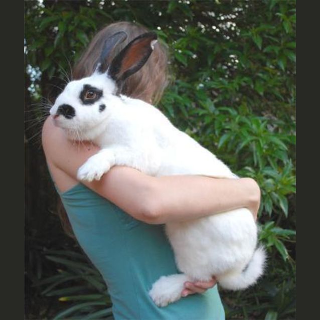 Photo of Dolly  Giant  Desexed And Vaccinated  On Hold