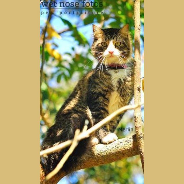 Photo of Merlin