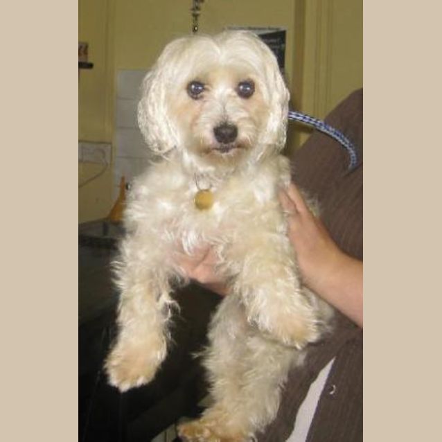 Photo of Ivy