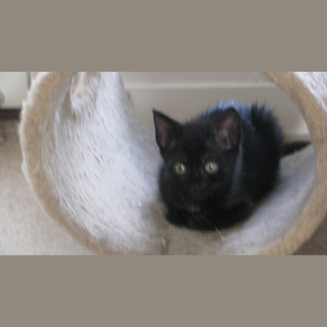 Photo of Little Black Opal