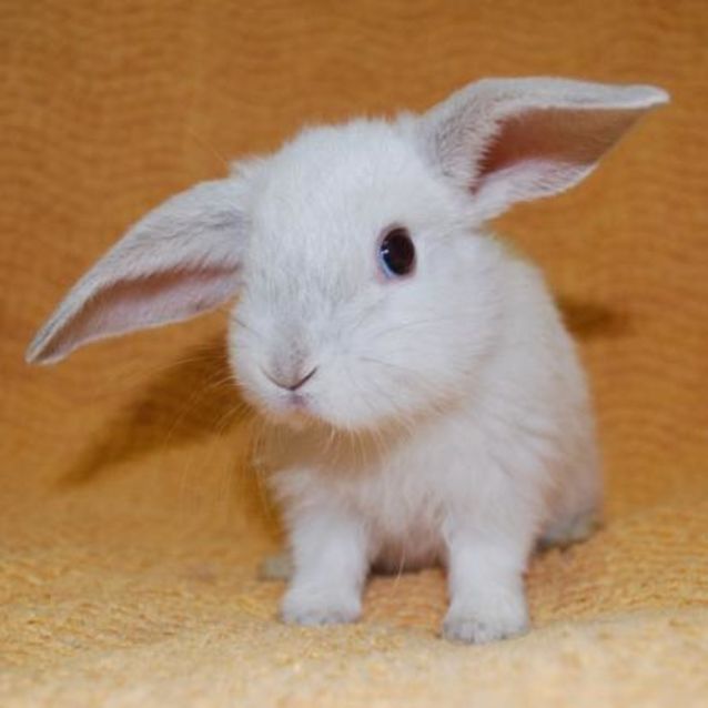 Photo of Tinkerbell