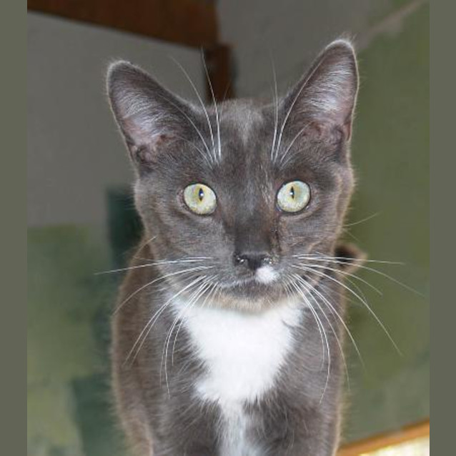 Photo of Baxter