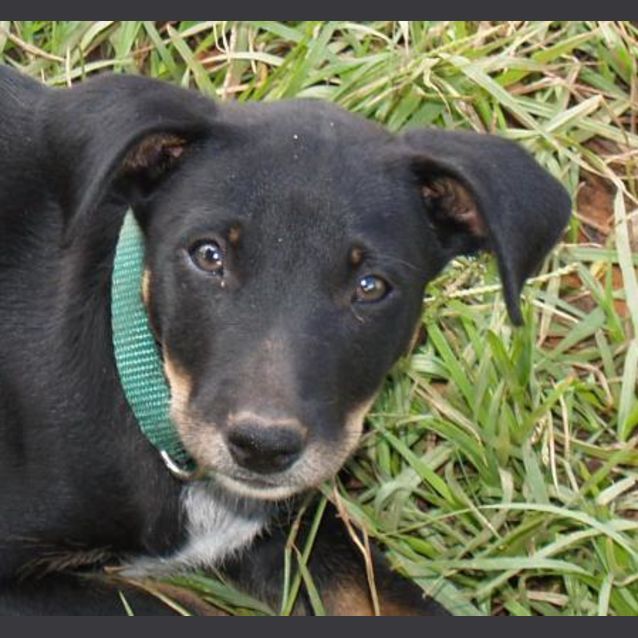 Photo of Fletch