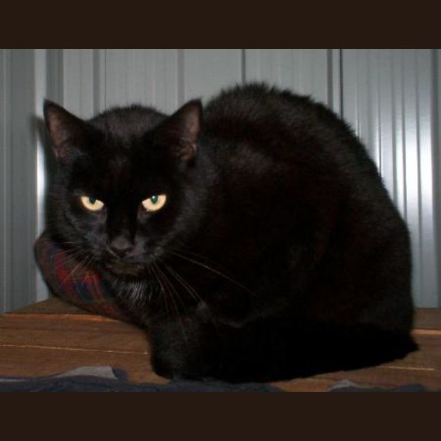 Photo of Blacky