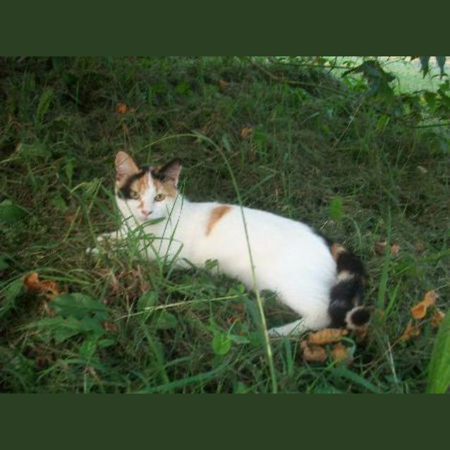 Photo of Melody