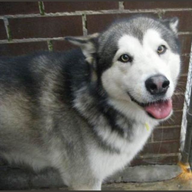 Photo of Misich