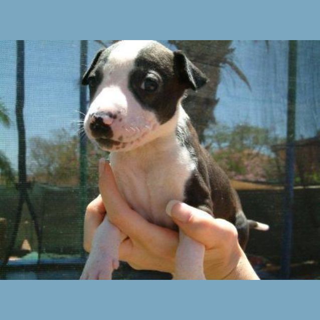 Photo of Neda   Adopted