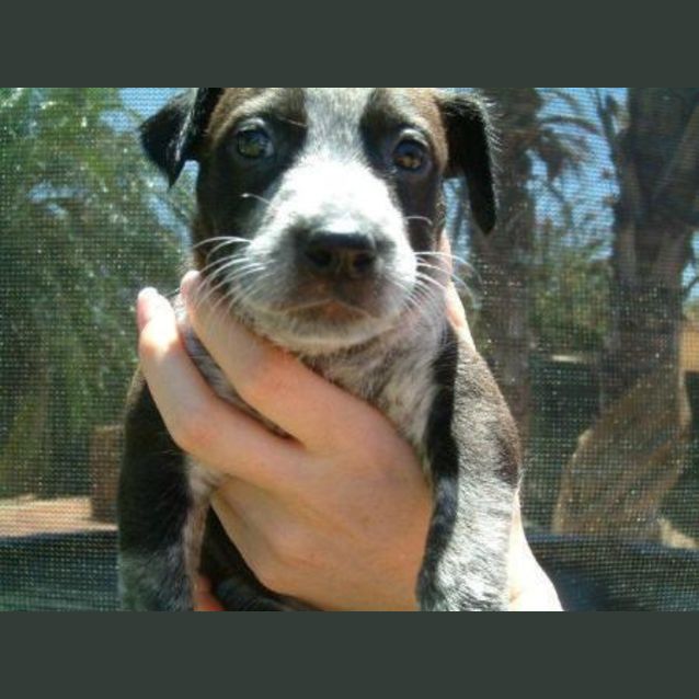 Photo of Tara   Adopted