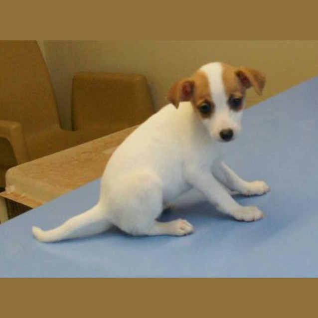 Photo of Albie