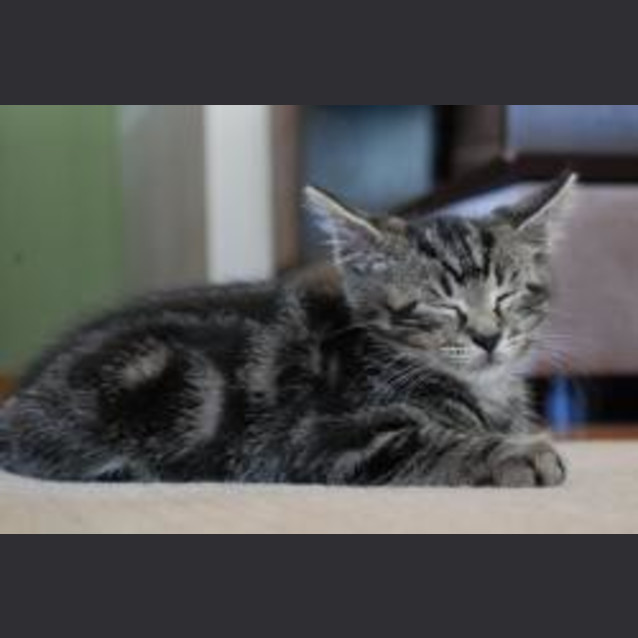 Photo of Smudge