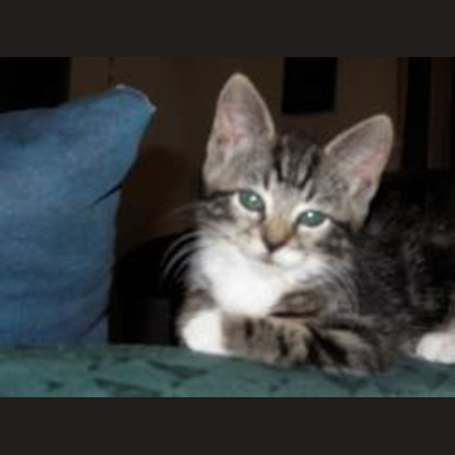 Photo of Mittens