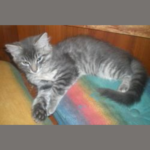 Photo of Pierre