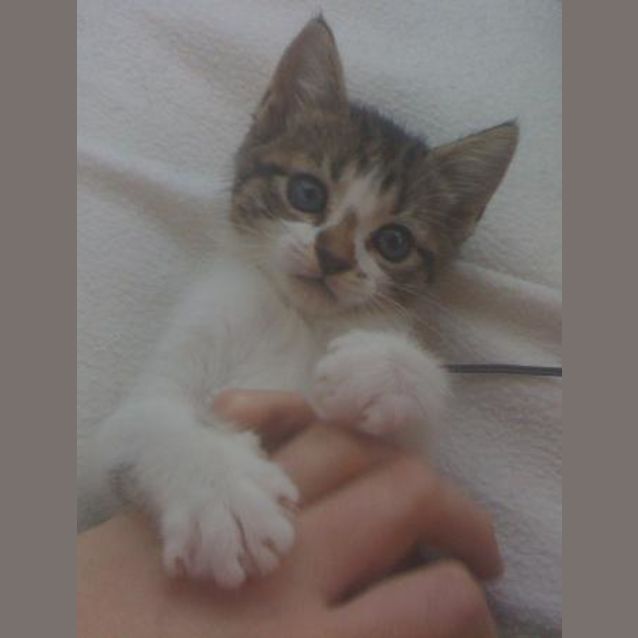 Photo of Daisy
