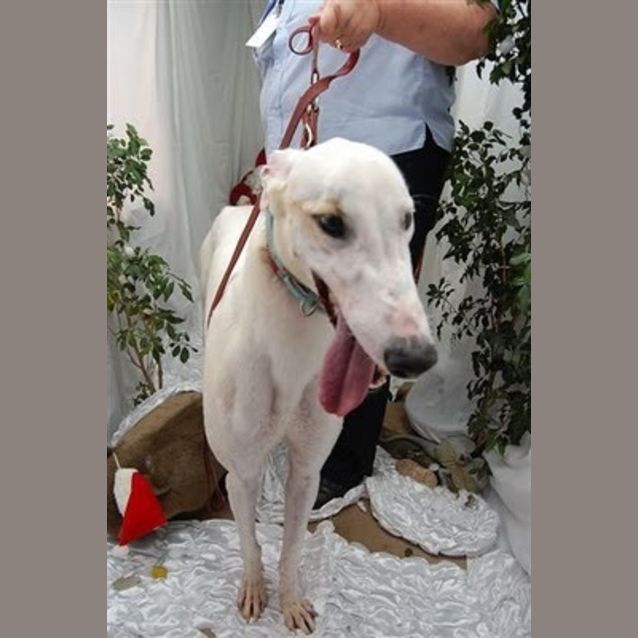 Photo of Snowy