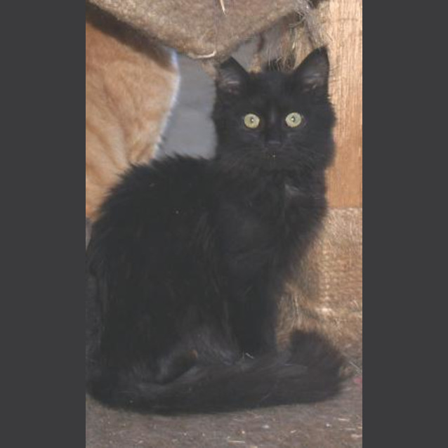 Photo of Yogi Our Trilling Soft Affectionate Cat