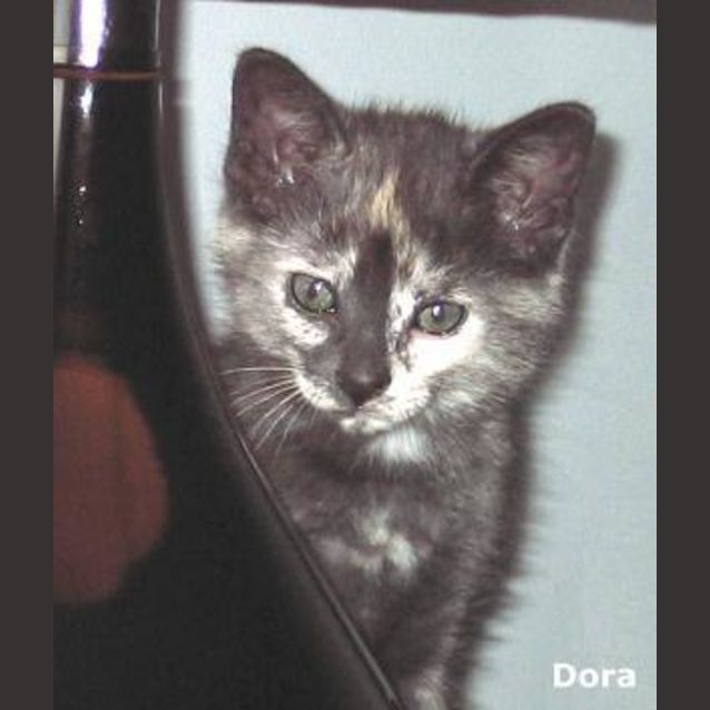 Photo of Dora