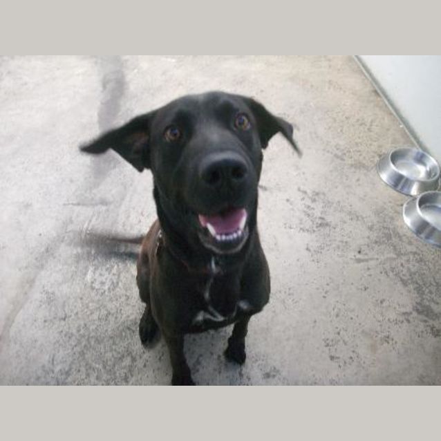 Photo of C5359   Tyson