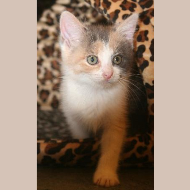 Photo of Calli