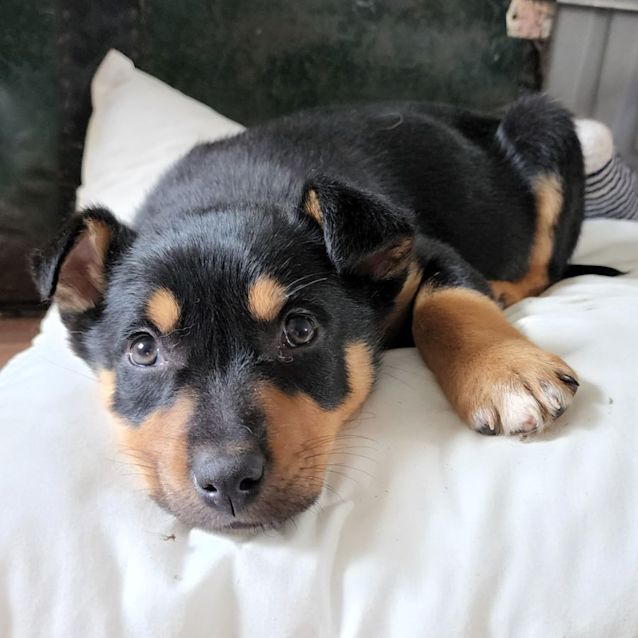 Photo of Belle