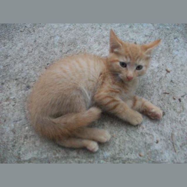 Photo of Scooter
