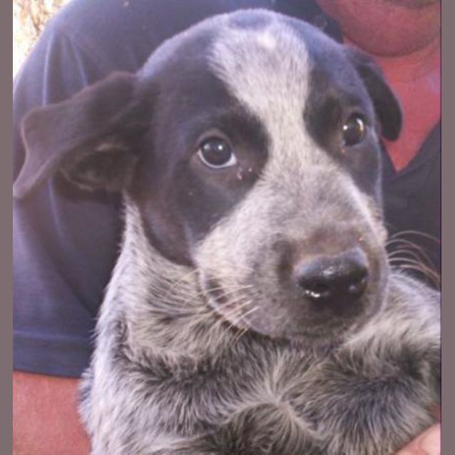 Photo of Bandit