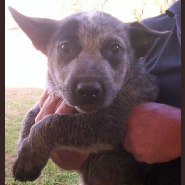 Photo of River   Adopted