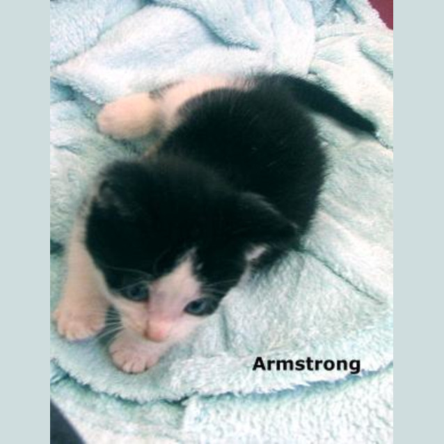 Photo of Armstrong