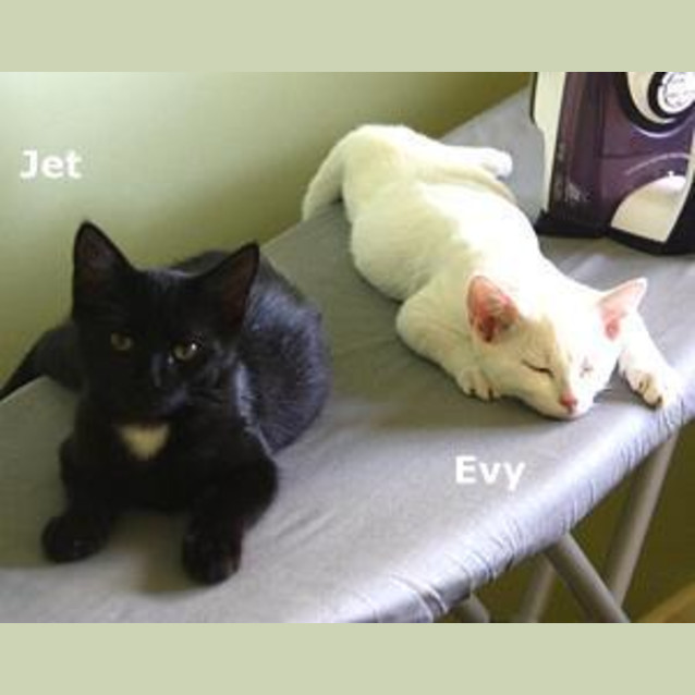Photo of Jet
