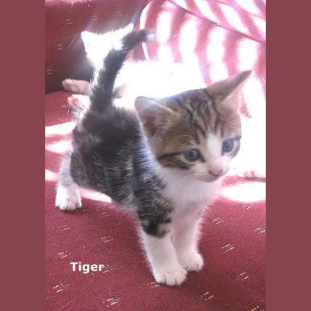 Photo of Tiger