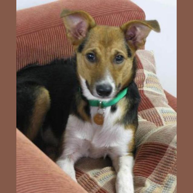 Photo of Bindi   Adopted