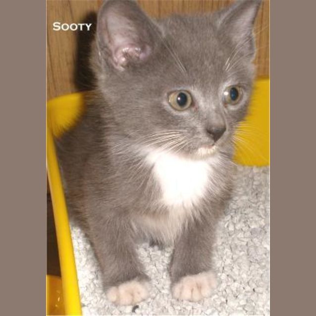 Photo of Sooty
