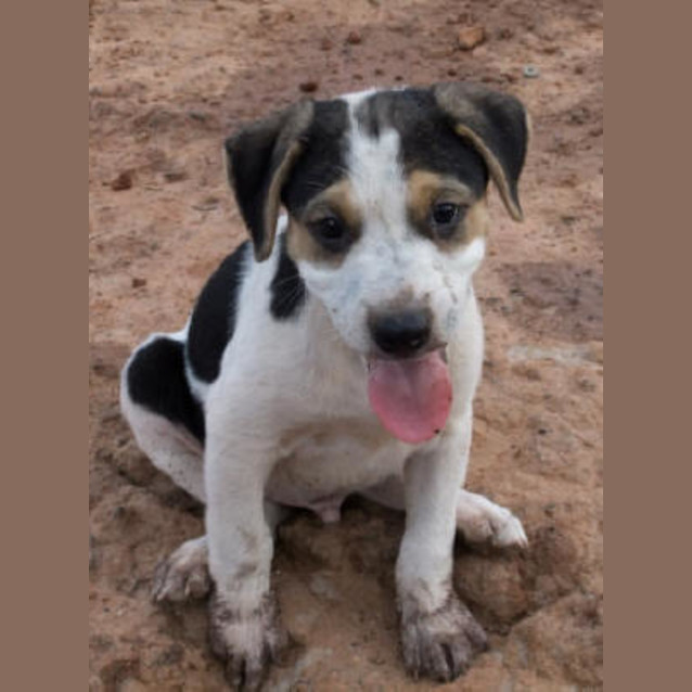 Photo of Shorty