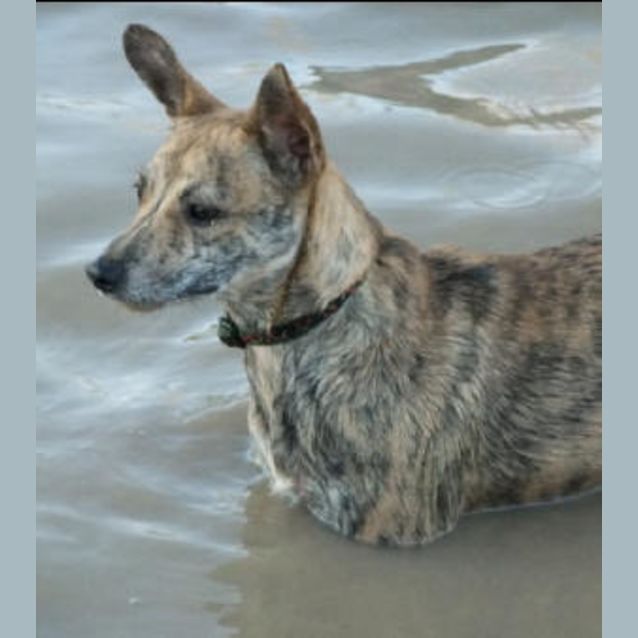 Photo of Tiger Lilly