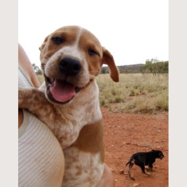 Photo of Ginger