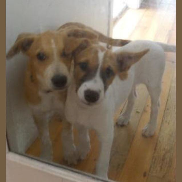 Photo of Spot