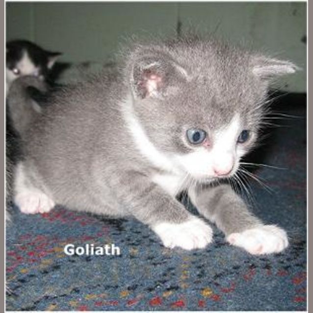 Photo of Goliath