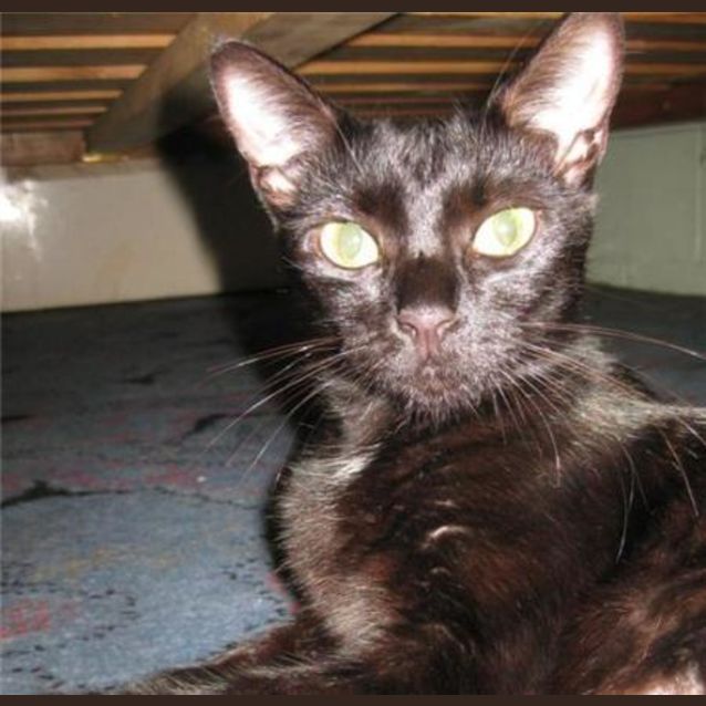 Photo of Pearly