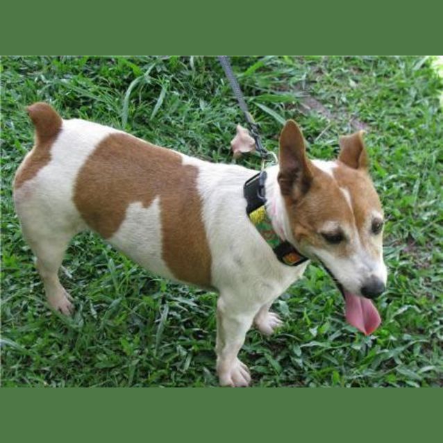 Photo of Daisy