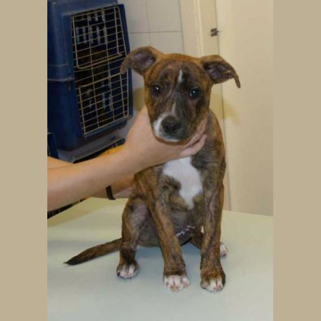 Photo of Gromitt